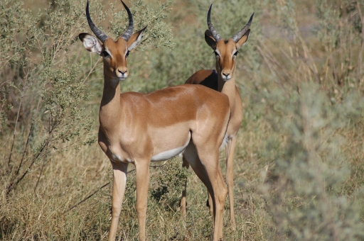 Two impala buck 